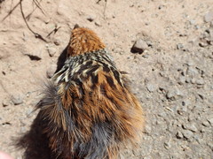 Sphenoeacus afer natalensis