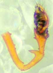 Erigone aletris