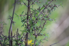 Coprosma microcarpa