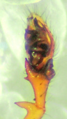 Erigone aletris