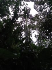 Iriartea deltoidea