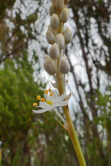 Bulbinella trinervis