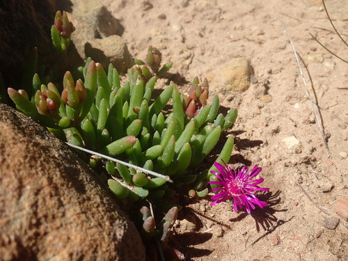 Mountain Sheepfig (Delosperma obtusum)