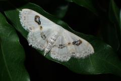 Problepsis vulgaris