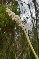 Bulbinella trinervis