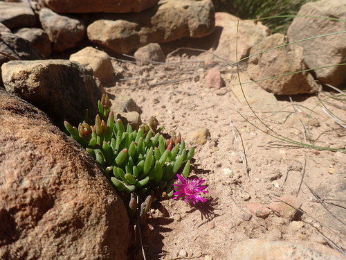 Image of Delosperma obtusum by (c) Mahomed Desai, some rights reserved (CC BY)