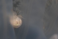 Hyperiidae
