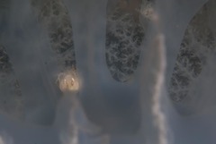 Hyperiidae