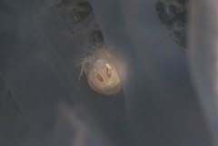 Hyperiidae