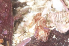 Apletodon pellegrini