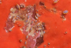 Ochlesis lenticulosus