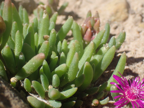 Image of Delosperma obtusum by (c) Mahomed Desai, some rights reserved (CC BY)