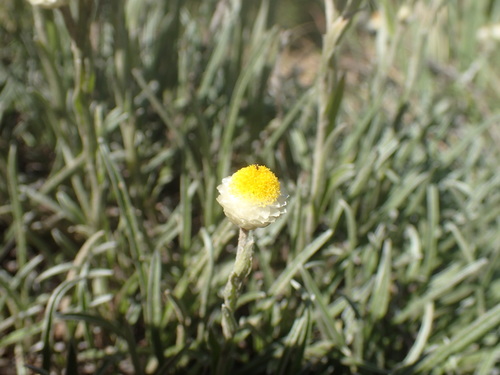 Image of Helichrysum chionosphaerum by (c) Mahomed Desai, some rights reserved (CC BY)
