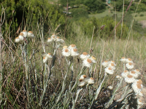 Image of Helichrysum chionosphaerum by (c) Mahomed Desai, some rights reserved (CC BY)