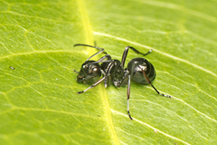 Polyrhachis pilosa