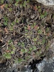 Potentilla caulescens