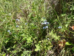 Myosotis afropalustris