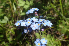 Myosotis afropalustris
