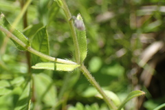Myosotis afropalustris