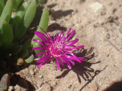 Image of Delosperma obtusum by (c) Mahomed Desai, some rights reserved (CC BY)