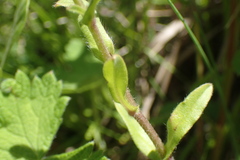Myosotis afropalustris