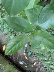 Phazaca alikangensis