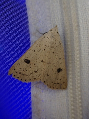 Scolecocampa