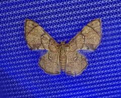 Hemipterodes subrotundata