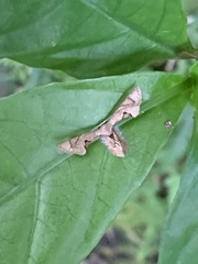 Phazaca alikangensis