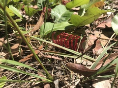 Grevillea laurifolia