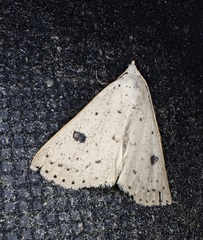 Scolecocampa
