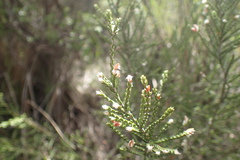 Passerina montana