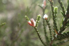 Passerina montana