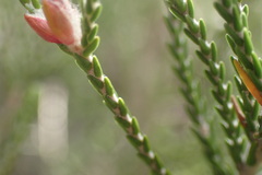 Passerina montana