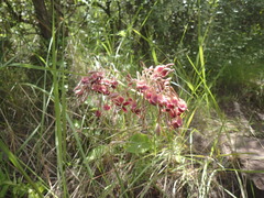 Pelargonium schlechteri