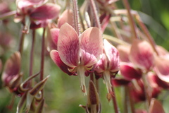 Pelargonium schlechteri