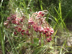 Pelargonium schlechteri