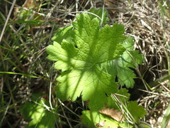 Pelargonium schlechteri
