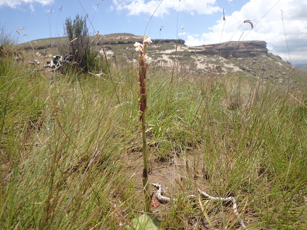 Satyrium longicauda