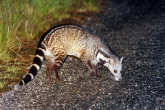 Viverra zibetha