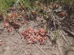 Drosera natalensis