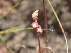 Drosera natalensis