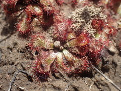 Drosera natalensis