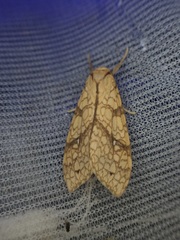 Lophocampa catenulata