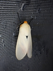 Selenarctia elissoides