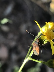 Aulacosternum nigrorubrum