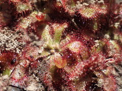Drosera natalensis