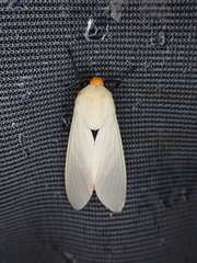 Selenarctia elissoides