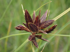 Cyperus niger