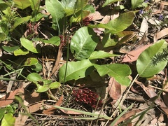 Grevillea laurifolia